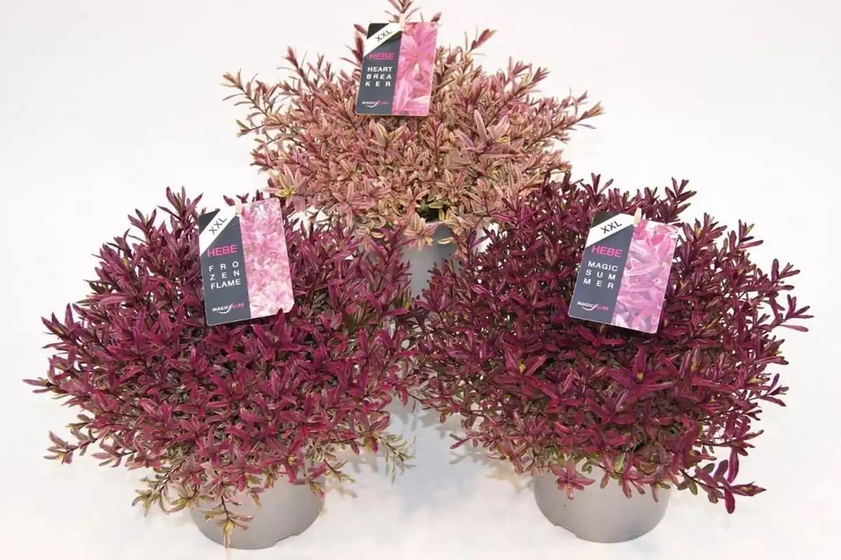 Bild 1 von Strauchveronika Hebe Magicolors 17 cm Topf