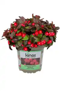Scheinbeere XL 1 L Container