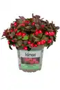 Bild 1 von Scheinbeere XL 1 L Container