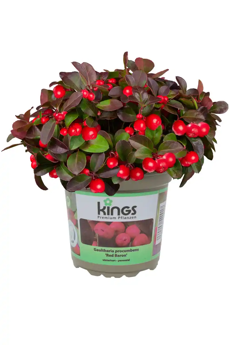 Bild 1 von Scheinbeere XL 1 L Container