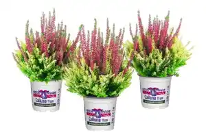 Heidemarie Calluna vulgaris die Königliche Heidemarie® H 12 - 15 cm P11 Container