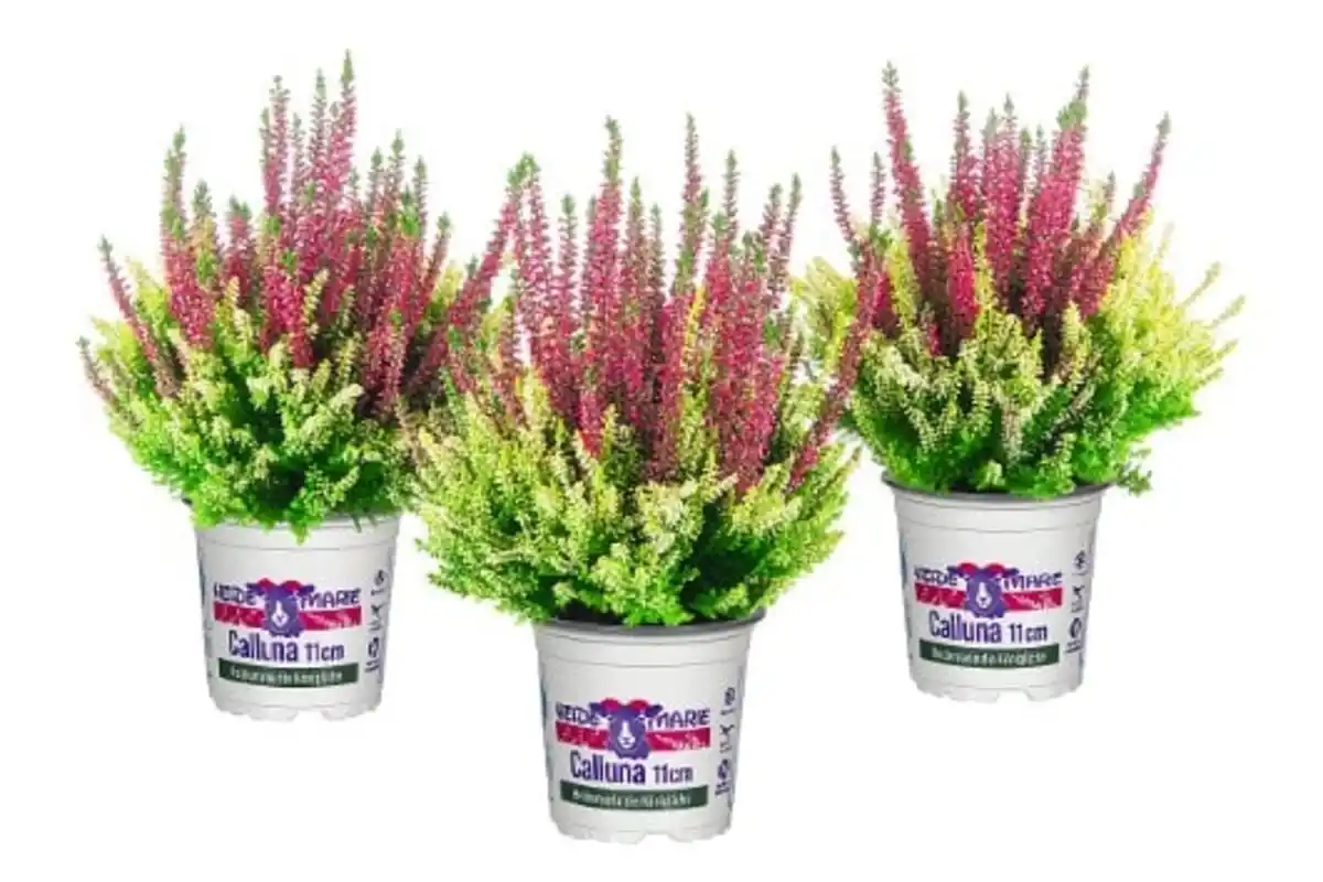 Bild 1 von Heidemarie Calluna vulgaris die Königliche Heidemarie® H 12 - 15 cm P11 Container