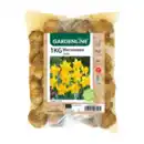 Bild 2 von GARDENLINE Narzissen- / Tulpenzwiebeln 1kg