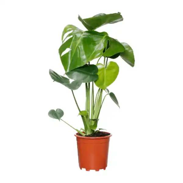 Bild 4 von GARDENLINE Grünpflanze