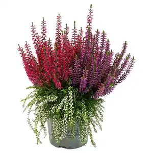 GARDENLINE Calluna Beautybelle