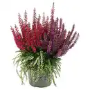 Bild 1 von GARDENLINE Calluna Beautybelle