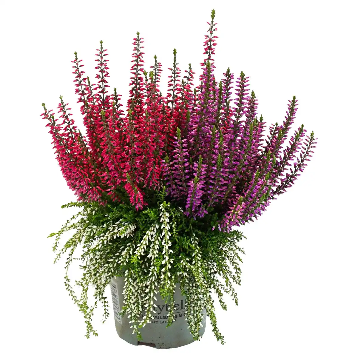 Bild 1 von GARDENLINE Calluna Beautybelle