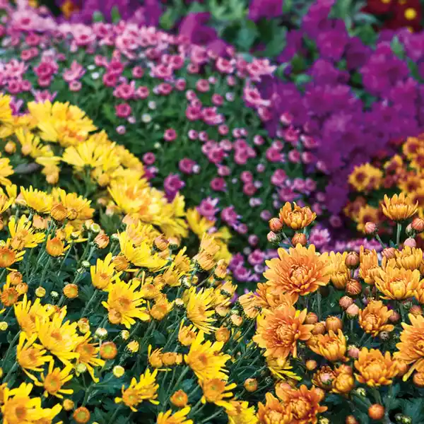 Bild 1 von Chrysantheme