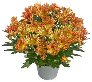 Chrysantheme Sollinea