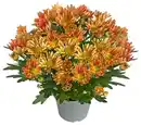 Bild 1 von Chrysantheme Sollinea