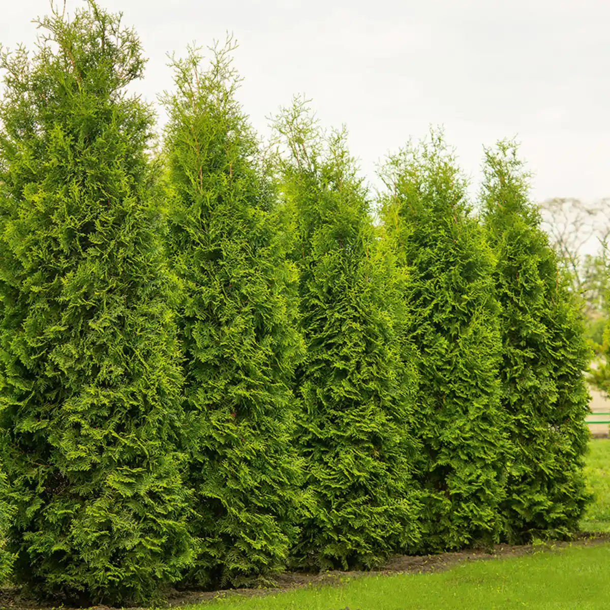 Bild 1 von Heckenpflanze XXL