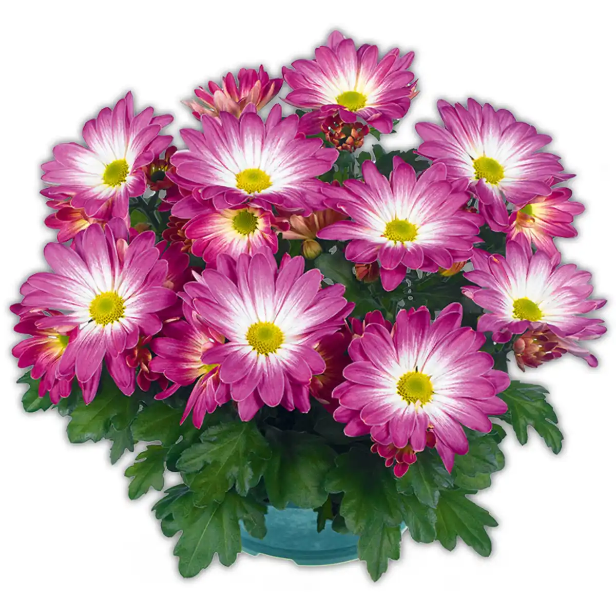 Bild 3 von Chrysantheme