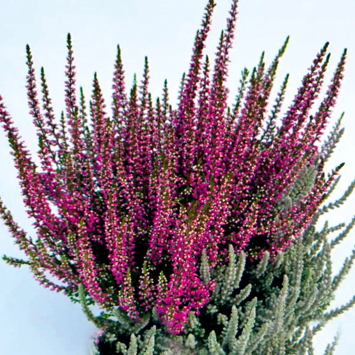 Bild 1 von Garden Girls Heide Highlights Twins by Garden Girls