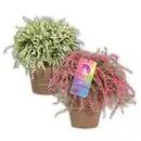 Bild 2 von Hängende Calluna Rasta Girls®