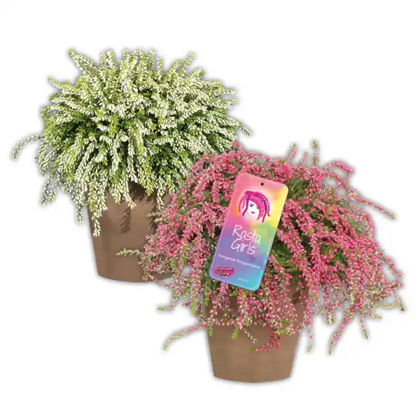 Bild 2 von Hängende Calluna Rasta Girls®