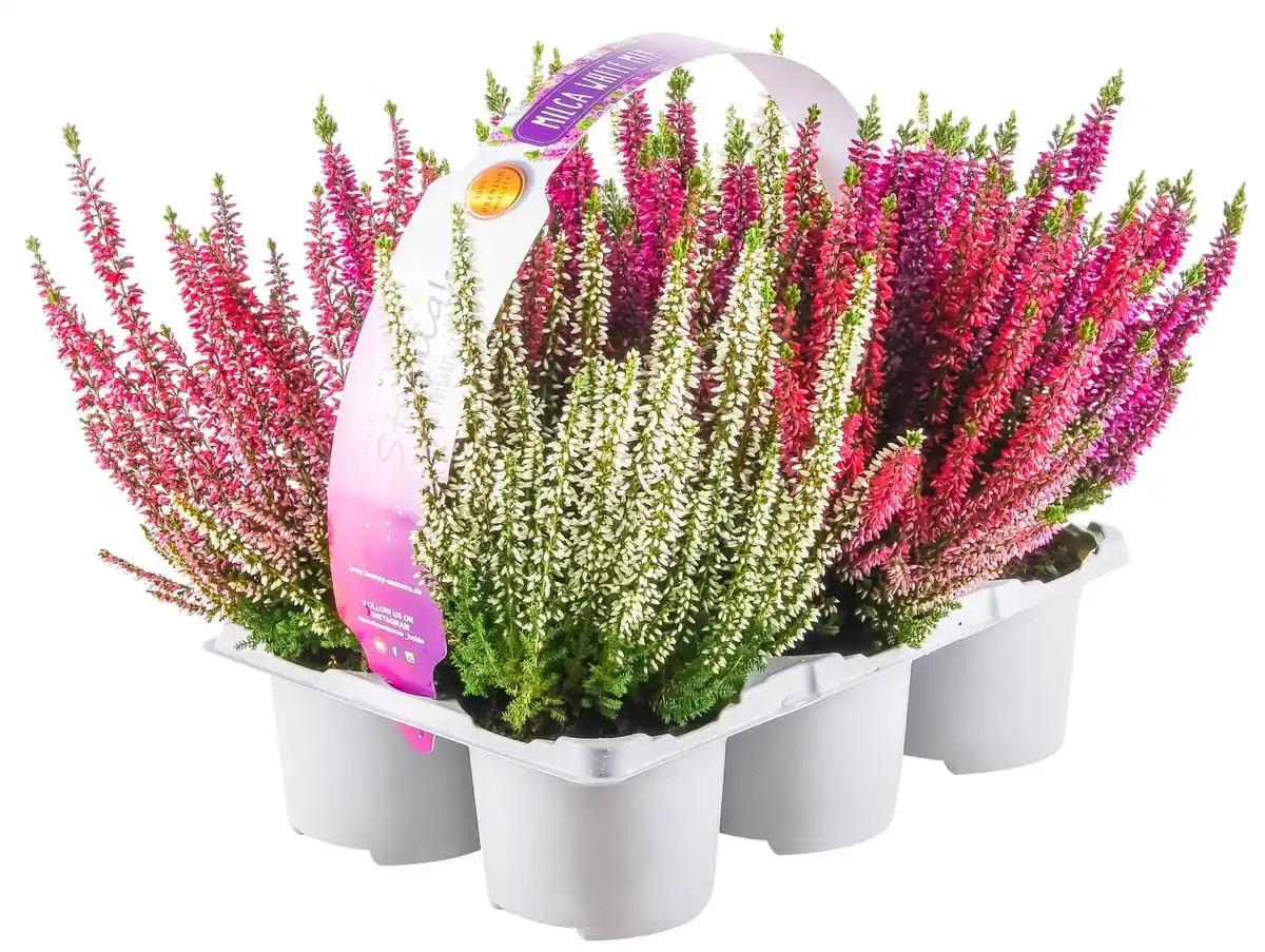 Bild 1 von Calluna Schale oder 6er Tray