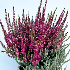 Garden Girls Heide Highlights Twins by Garden Girls