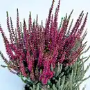 Bild 1 von Garden Girls Heide Highlights Twins by Garden Girls