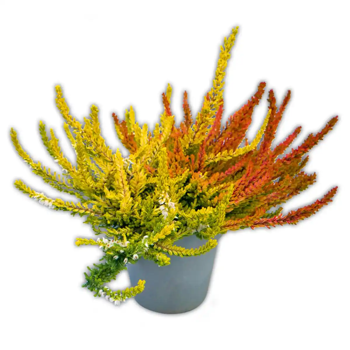 Bild 2 von Garden Girls Heide Highlights Twins by Garden Girls