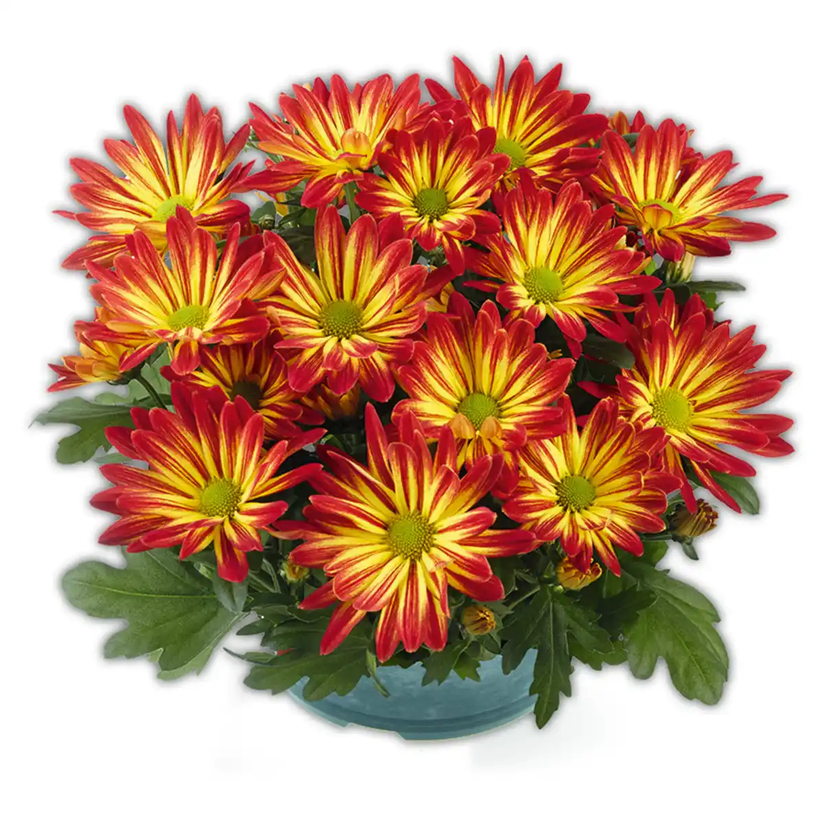 Bild 2 von Chrysantheme