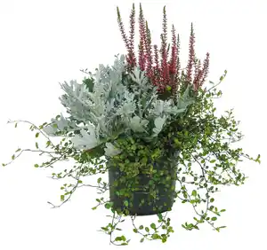 Calluna Sondersorten