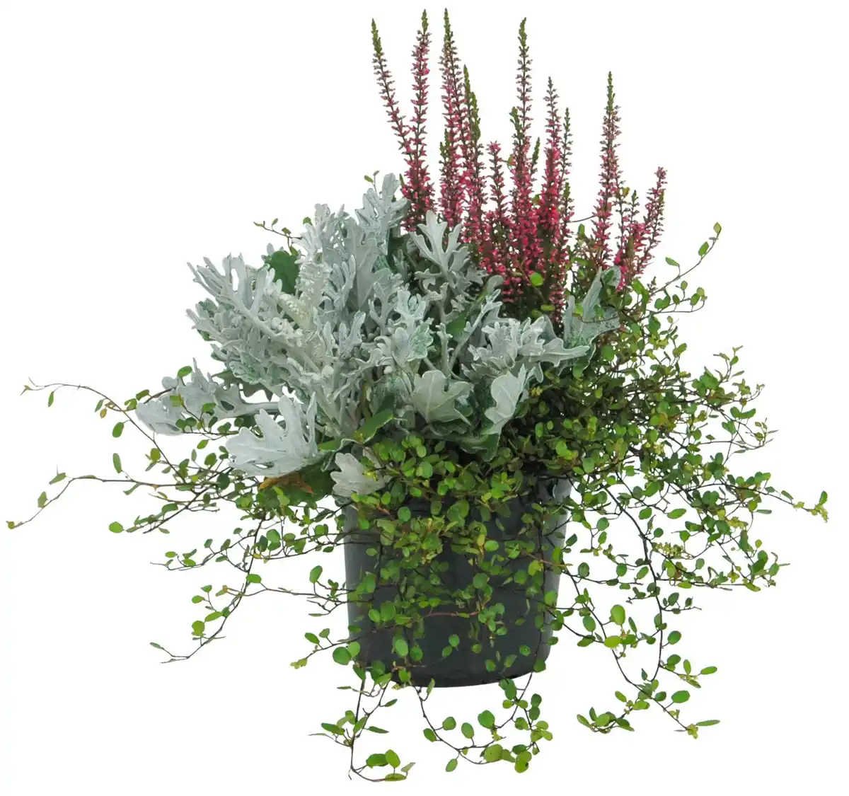 Bild 1 von Calluna Sondersorten