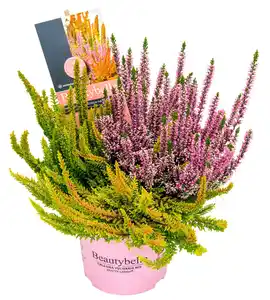 Calluna Sondersorten
