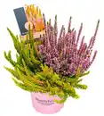 Bild 1 von Calluna Sondersorten