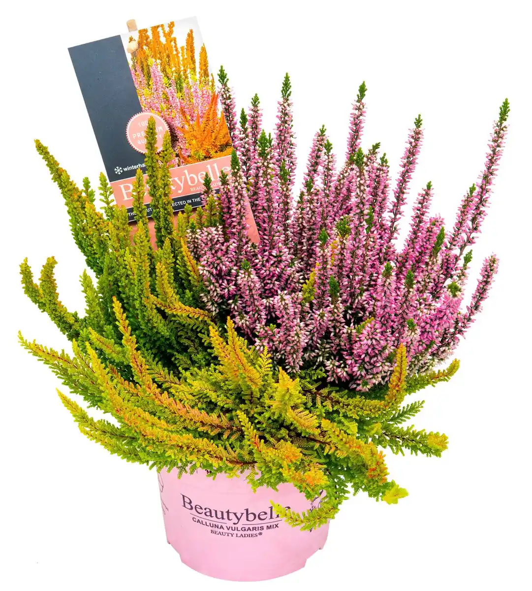 Bild 1 von Calluna Sondersorten