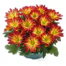 Bild 2 von Chrysantheme