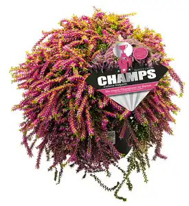 Calluna hängend