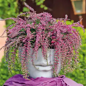 Hängende Calluna Rasta Girls®