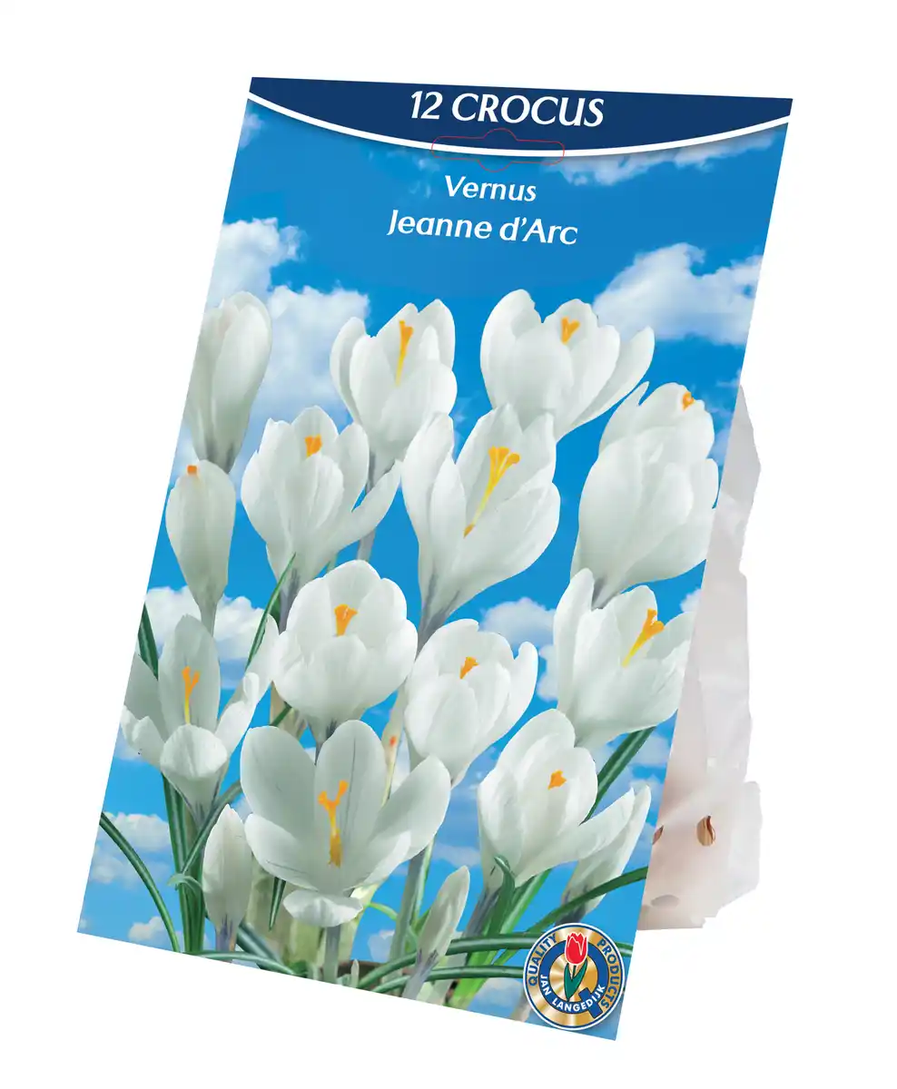 Bild 1 von Krokus Gr. 7/8