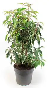 Portugiesischer Kirschlorbeer Prunus Lusitanica