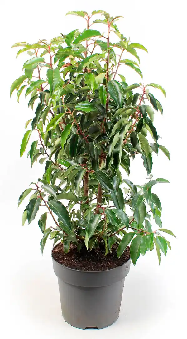 Bild 1 von Portugiesischer Kirschlorbeer Prunus Lusitanica