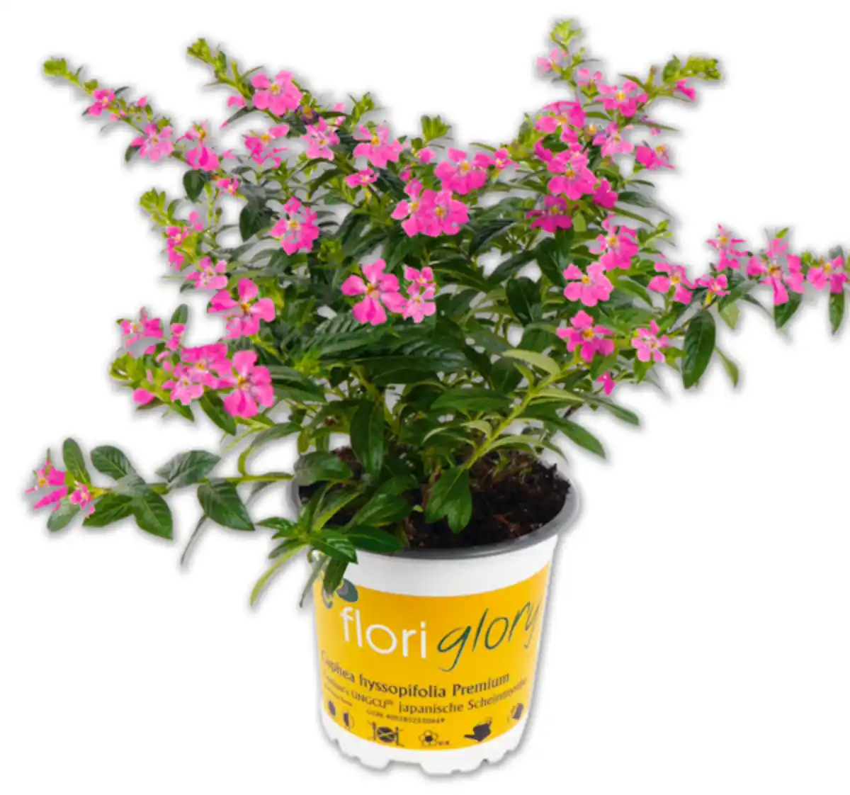 Bild 1 von Japanische Scheinmyrte*