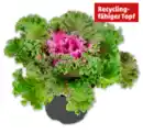 Bild 1 von Zierkohl*