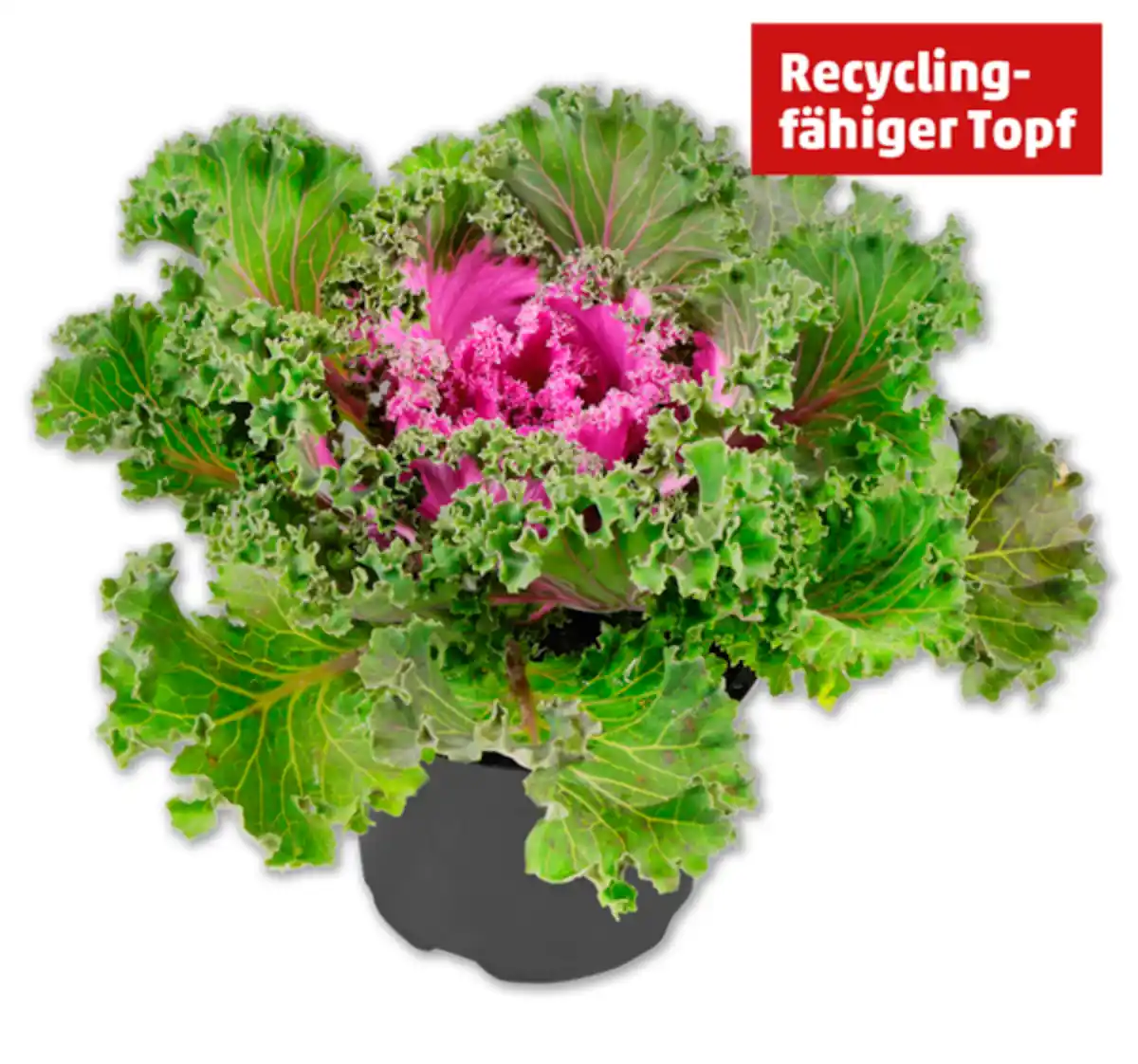 Bild 1 von Zierkohl*