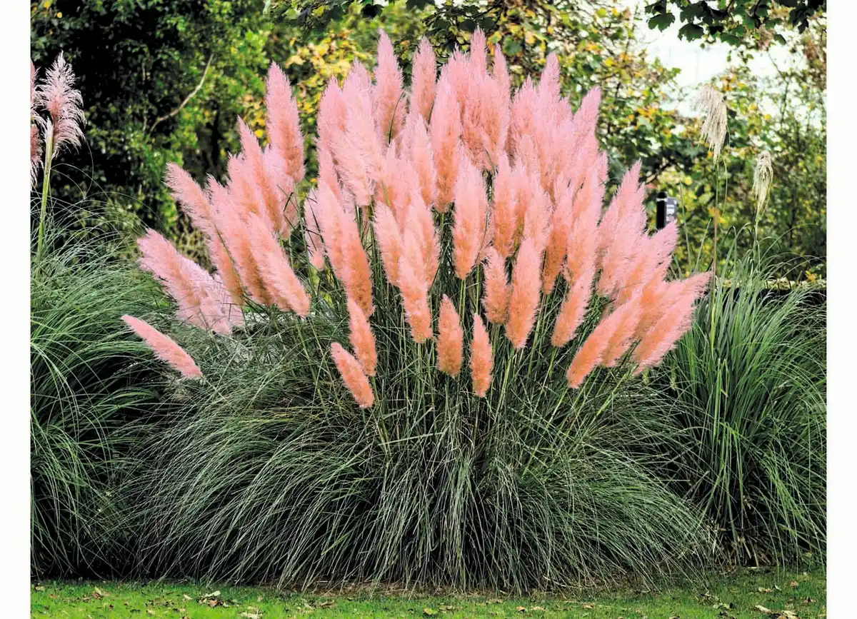 Bild 1 von Pampasgras rosa