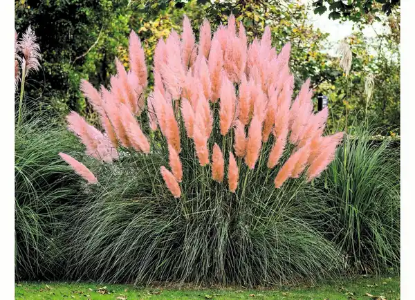 Bild 1 von Pampasgras rosa
