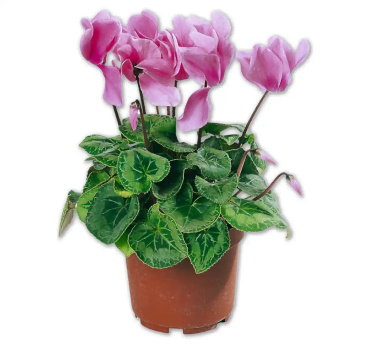 Bild 1 von Alpenveilchen*