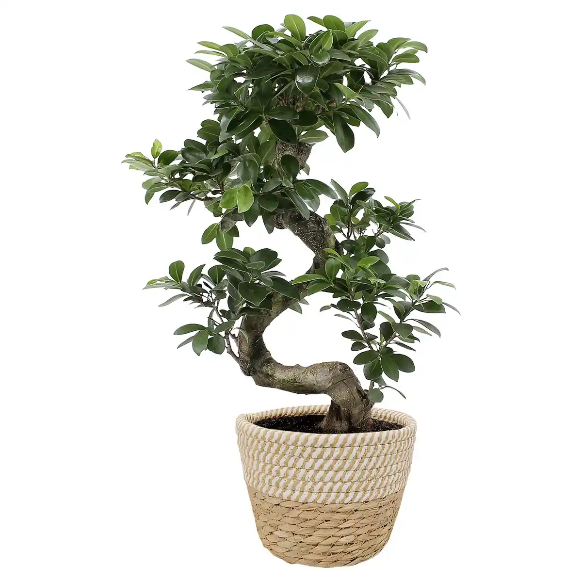 Bild 1 von GARDENLINE Feige Ginseng