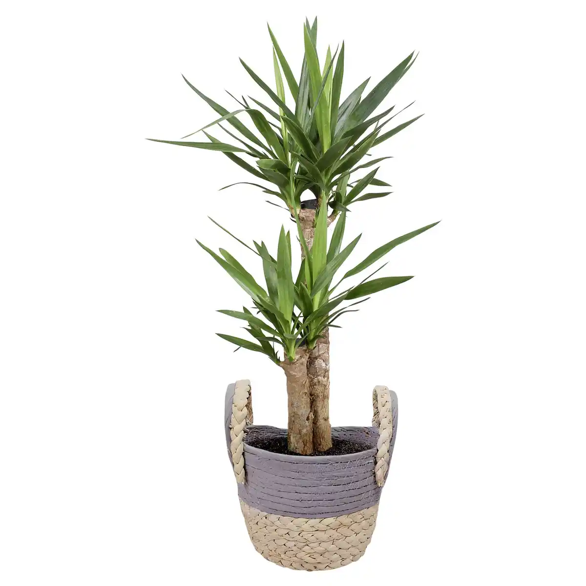 Bild 1 von GARDENLINE Yucca