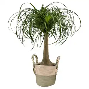 GARDENLINE Elefantenfuß