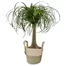 Bild 1 von GARDENLINE Elefantenfuß