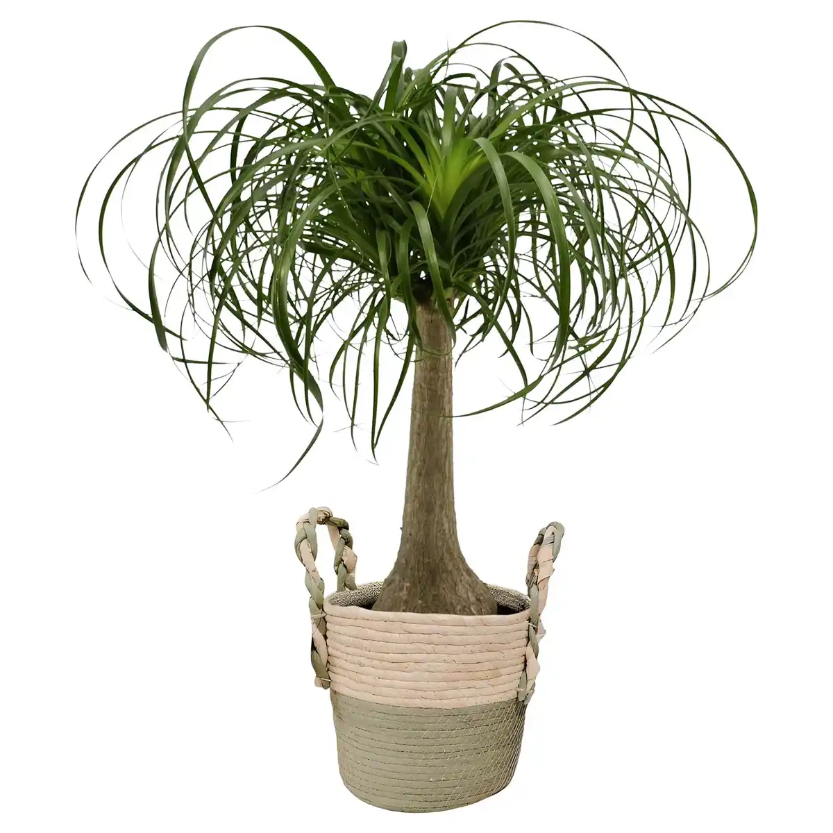 Bild 1 von GARDENLINE Elefantenfuß