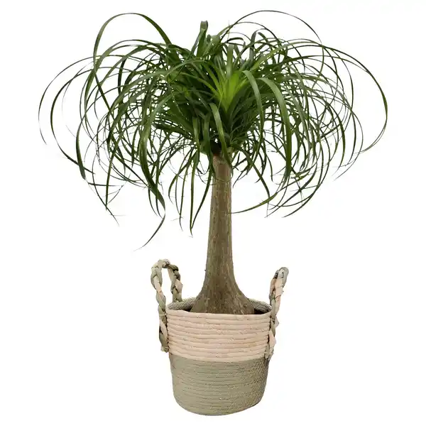 Bild 1 von GARDENLINE Elefantenfuß