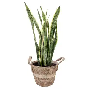 GARDENLINE Bogenhanf