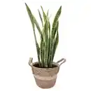 Bild 1 von GARDENLINE Bogenhanf