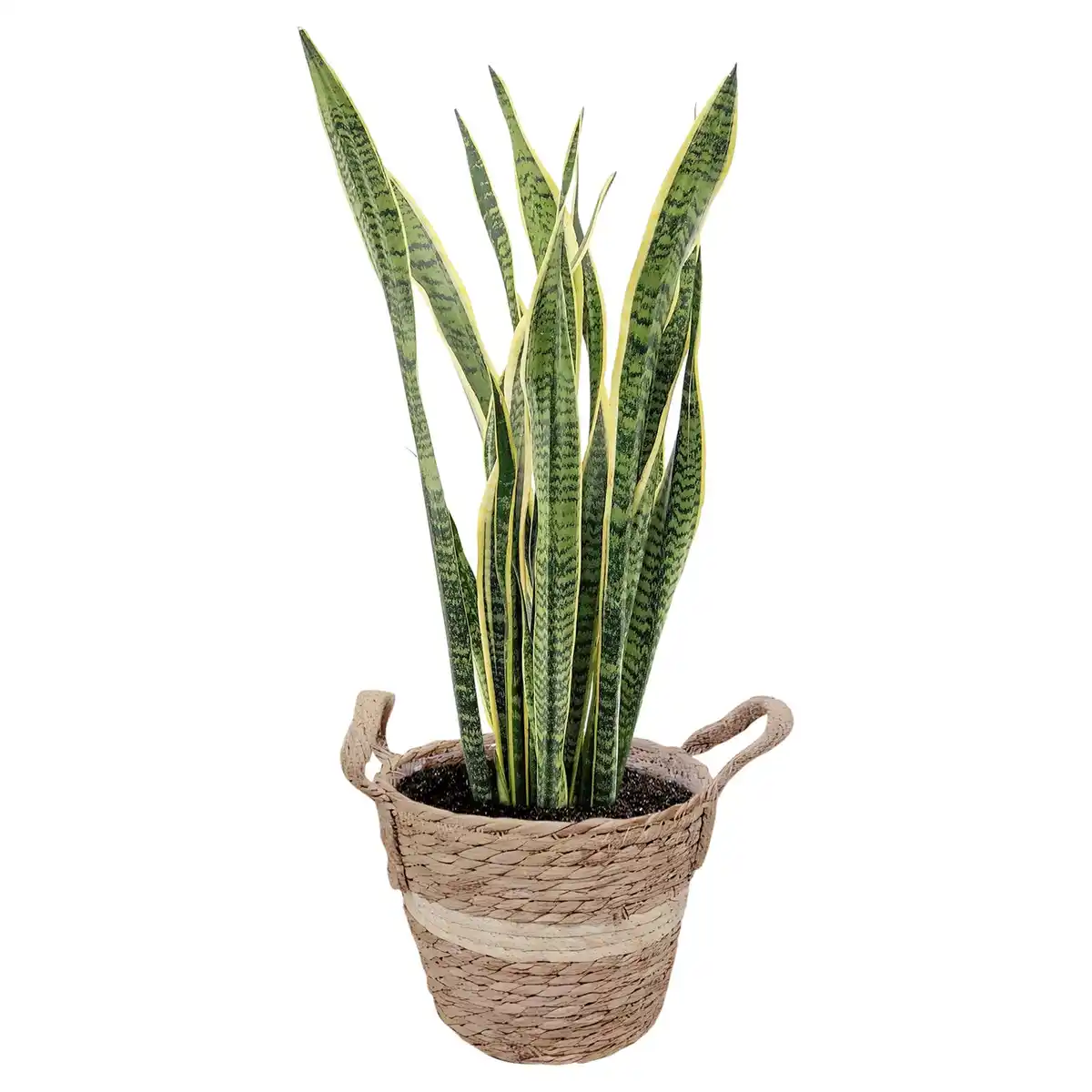 Bild 1 von GARDENLINE Bogenhanf